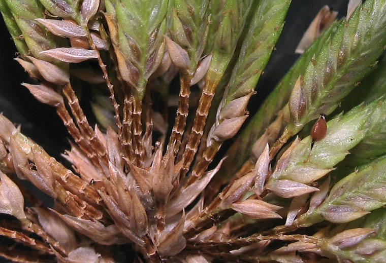 Detailed Picture 6 of Cyperus eragrostis