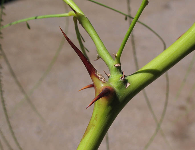 Detailed Picture 3 of Parkinsonia aculeata