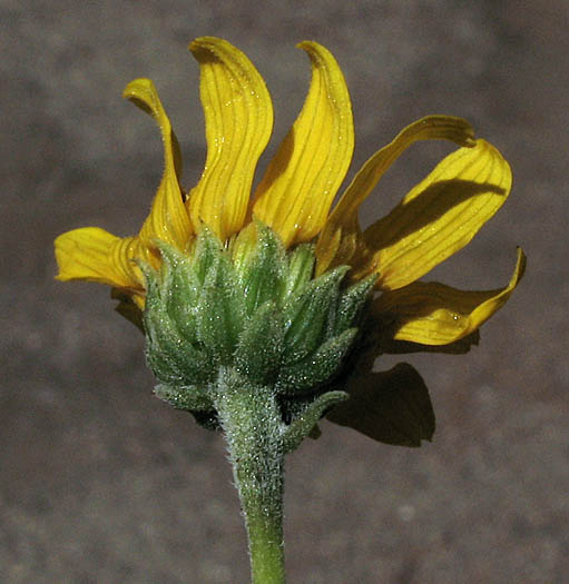 Detailed Picture 4 of Helianthus gracilentus