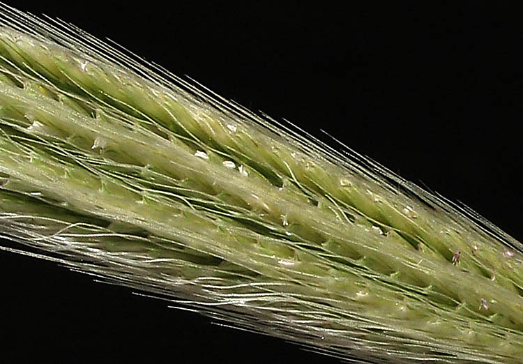 Detailed Picture 3 of Chloris virgata