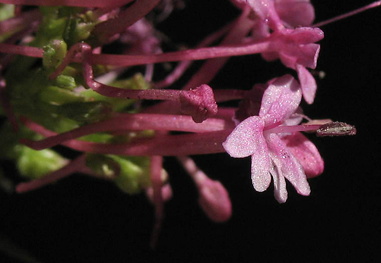 Detailed Picture 1 of Centranthus ruber