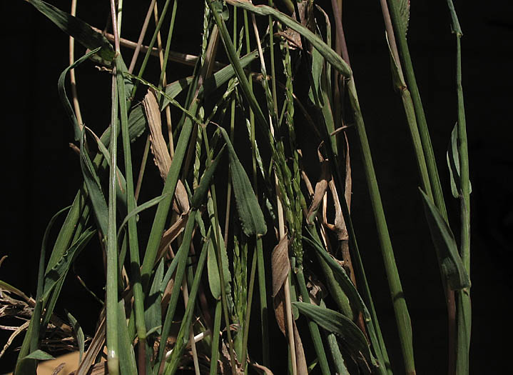 Detailed Picture 3 of Digitaria ciliaris var. ciliaris