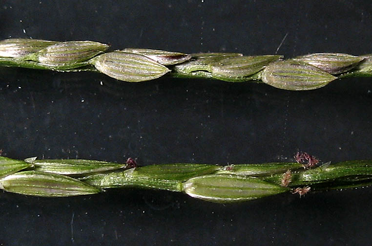 Detailed Picture 7 of Digitaria ischaemum