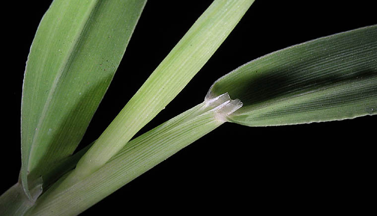 Detailed Picture 4 of Digitaria ischaemum