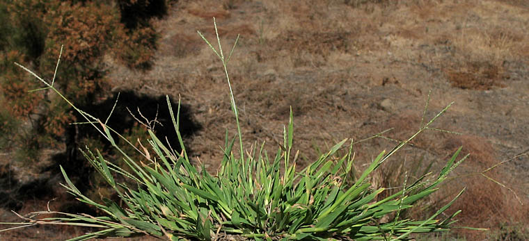 Detailed Picture 2 of Digitaria ischaemum