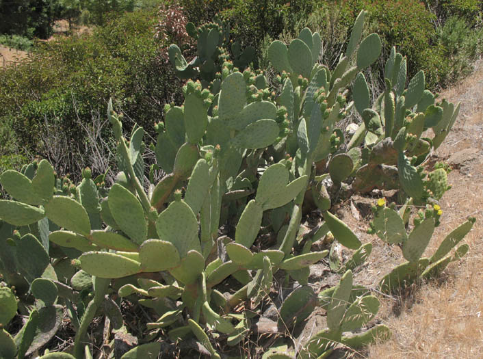 Detailed Picture 5 of Opuntia ficus-indica