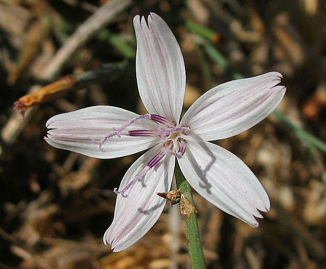 Detailed Picture 1 of Stephanomeria exigua ssp. coronaria