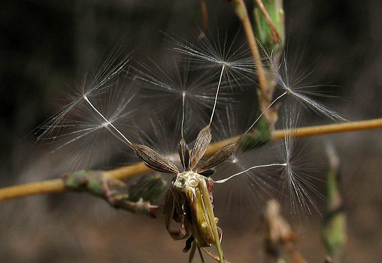 Detailed Picture 10 of Lactuca serriola