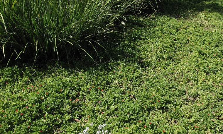 Detailed Picture 5 of Aptenia cordifolia × A. haeckeliana