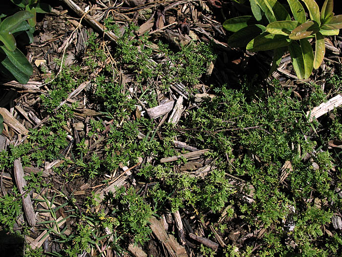 Detailed Picture 7 of Lepidium didymum