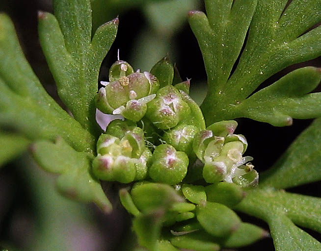 Detailed Picture 1 of Lepidium didymum