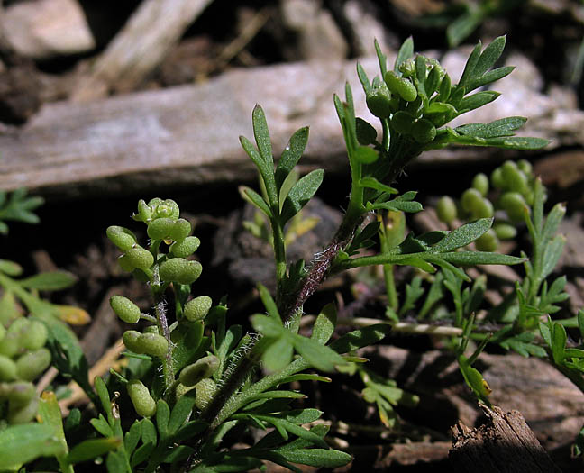 Detailed Picture 5 of Lepidium didymum