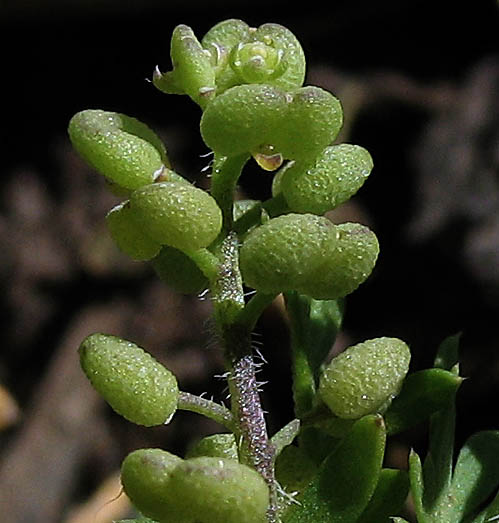 Detailed Picture 4 of Lepidium didymum