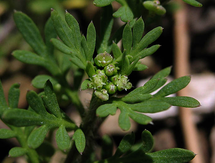 Detailed Picture 2 of Lepidium didymum