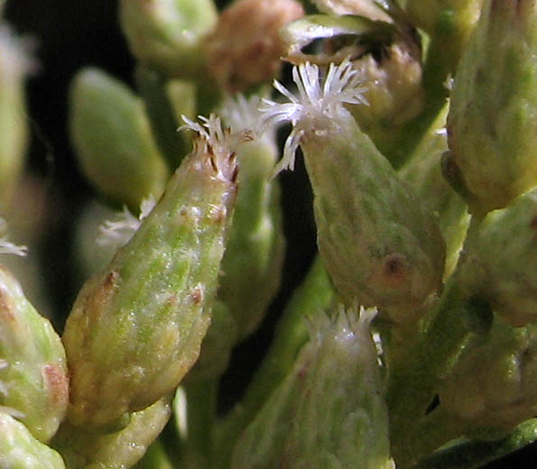 Detailed Picture 3 of Baccharis sarothroides × pilularis