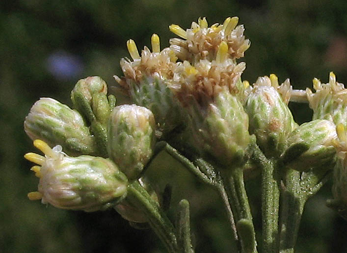 Detailed Picture 1 of Baccharis sarothroides × pilularis