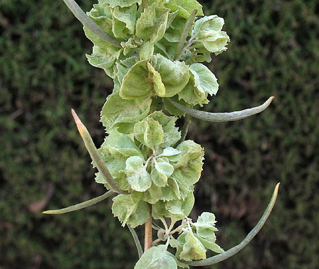 Detailed Picture 5 of Atriplex canescens var. canescens