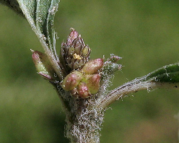 Detailed Picture 4 of Amaranthus deflexus