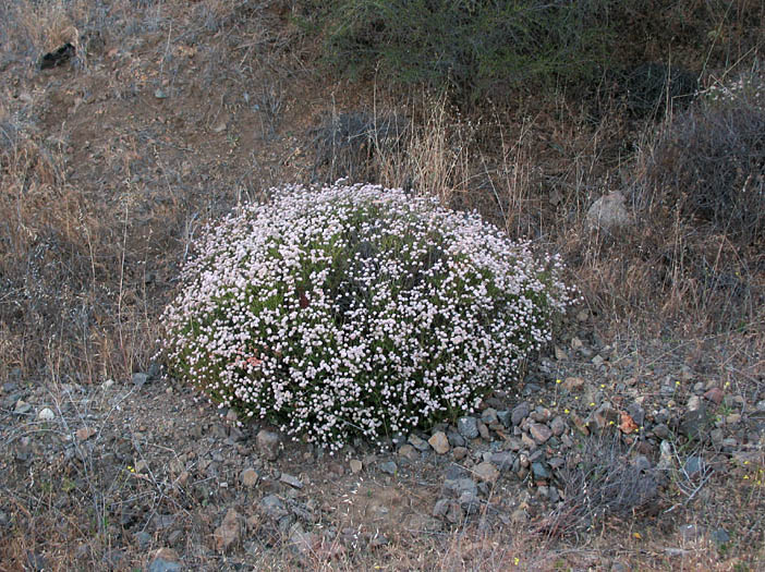 Detailed Picture 7 of Eriogonum fasciculatum var. foliolosum