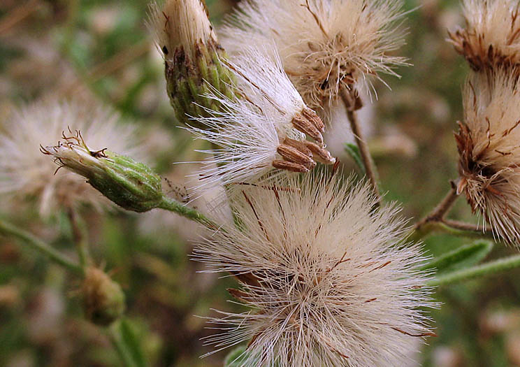 Detailed Picture 6 of Baccharis plummerae ssp. plummerae