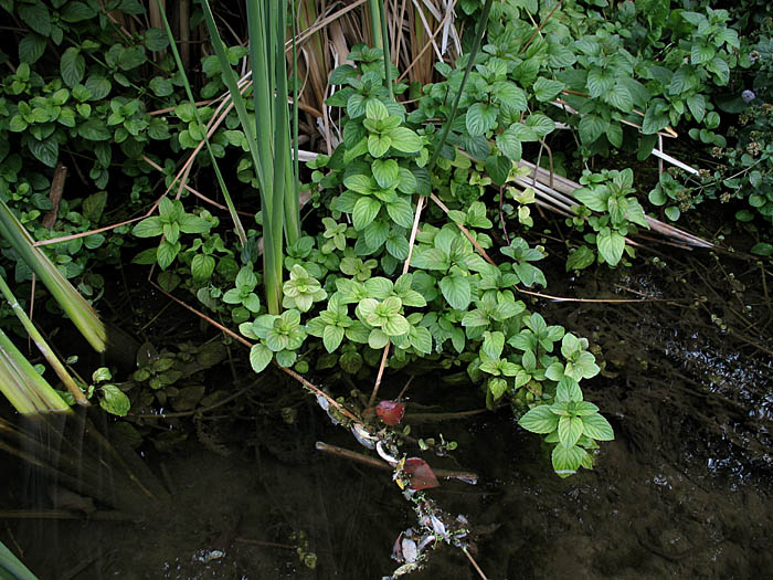 Detailed Picture 7 of Mentha × piperita