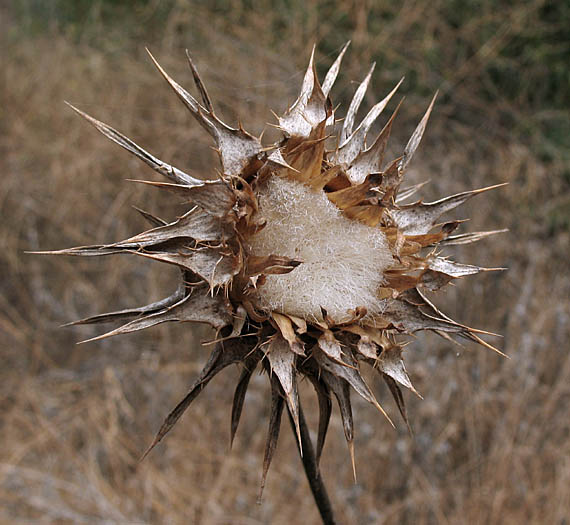 Detailed Picture 6 of Silybum marianum