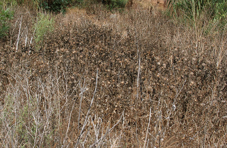 Detailed Picture 7 of Silybum marianum