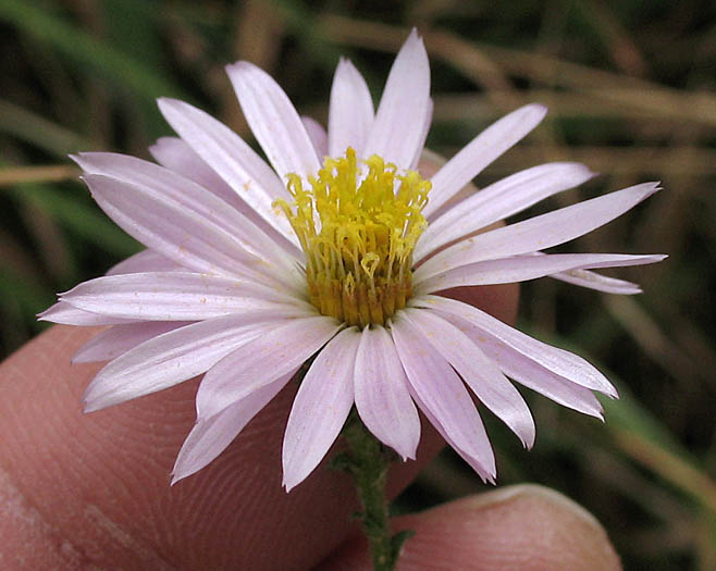 Detailed Picture 4 of Corethrogyne filaginifolia