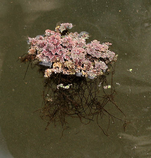 Detailed Picture 5 of Azolla filiculoides
