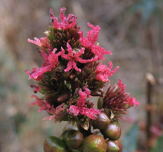 Detailed Picture 1 of Ricinus communis