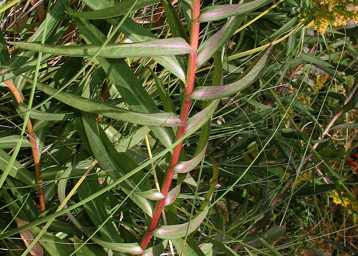 Detailed Picture 4 of Solidago confinis