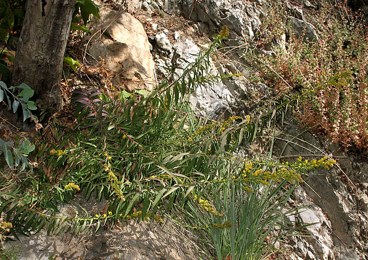 Detailed Picture 5 of Solidago confinis