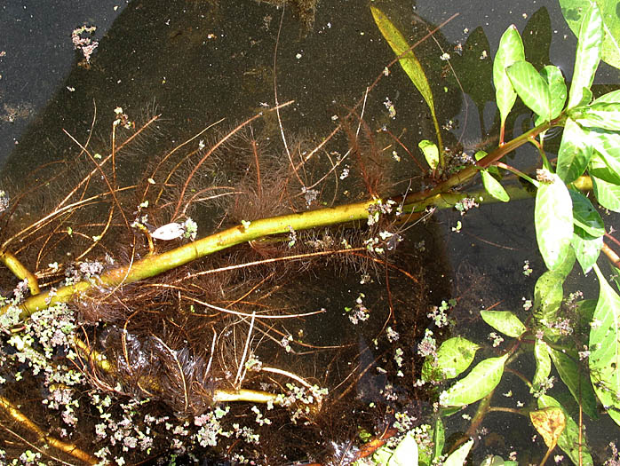 Detailed Picture 5 of Ludwigia peploides ssp. peploides