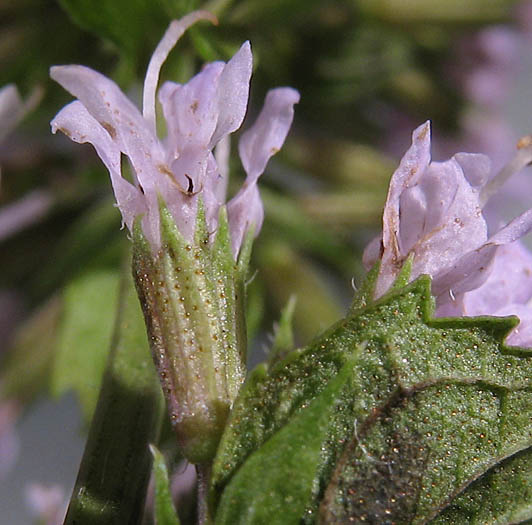 Detailed Picture 5 of Mentha × piperita