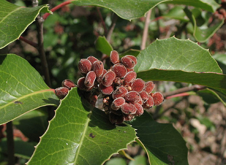 Detailed Picture 7 of Rhus ovata