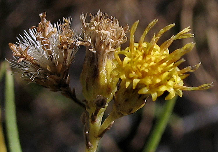 Detailed Picture 1 of Ericameria arborescens