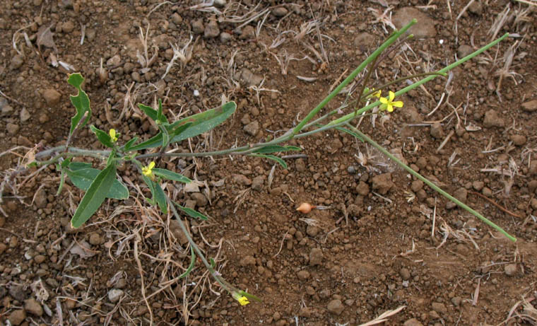 Detailed Picture 5 of Sisymbrium orientale