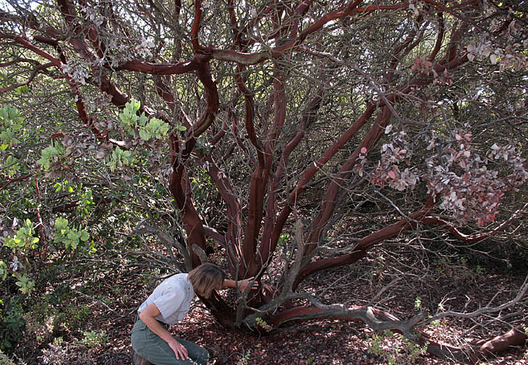 Detailed Picture 6 of Arctostaphylos glauca