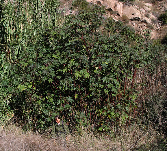 Detailed Picture 6 of Ricinus communis