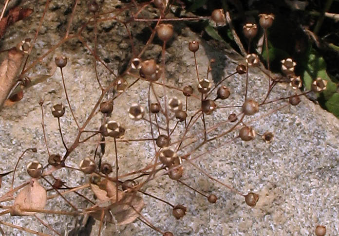 Detailed Picture 4 of Samolus parviflorus