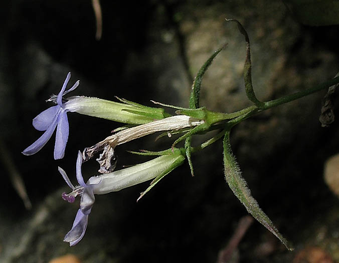 Detailed Picture 4 of Lobelia dunnii var. serrata