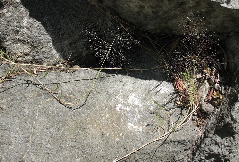 Detailed Picture 4 of Muhlenbergia asperifolia