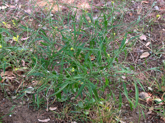 Detailed Picture 6 of Sisymbrium orientale