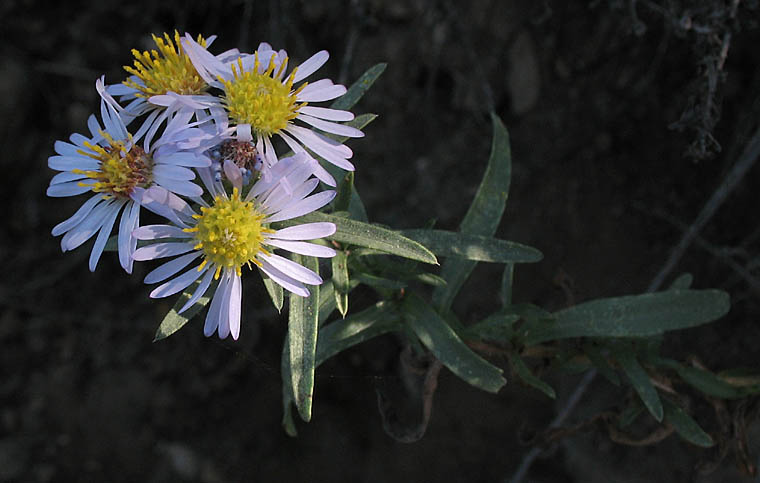 Detailed Picture 4 of Symphyotrichum lanceolatum var. hesperium