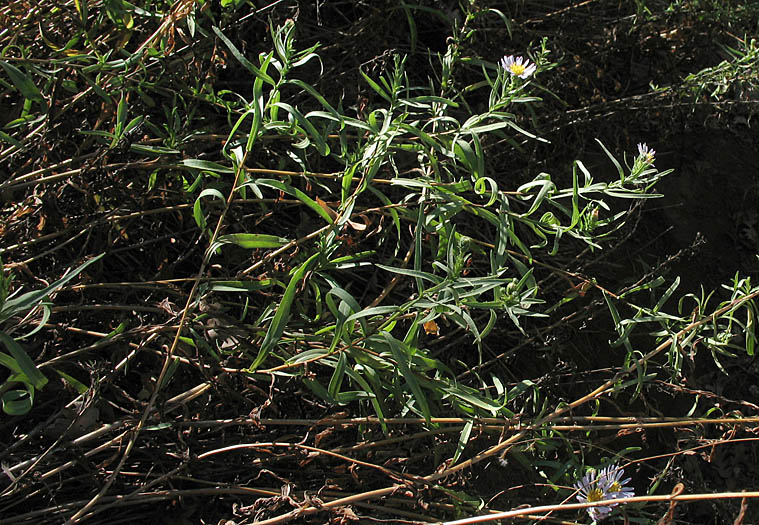 Detailed Picture 5 of Symphyotrichum lanceolatum var. hesperium