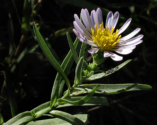 Detailed Picture 2 of Symphyotrichum lanceolatum var. hesperium