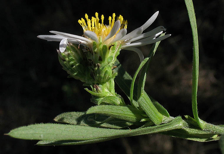 Detailed Picture 3 of Symphyotrichum lanceolatum var. hesperium