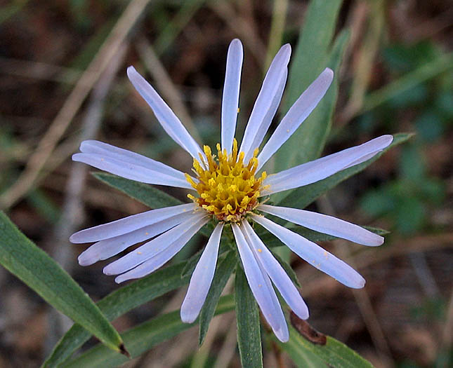 Detailed Picture 1 of Symphyotrichum lanceolatum var. hesperium