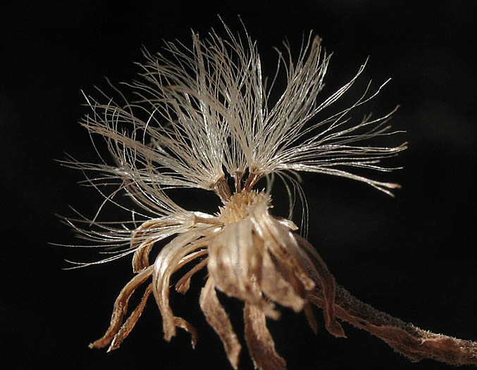 Detailed Picture 7 of Symphyotrichum lanceolatum var. hesperium