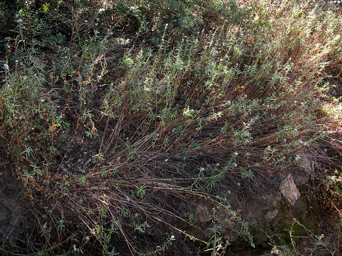 Detailed Picture 6 of Symphyotrichum lanceolatum var. hesperium